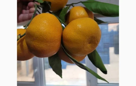 Мандарины, крупные. Грузия. Сладкие