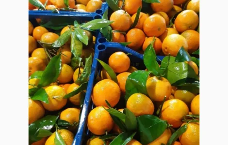 Продаємо мандарини Клементин