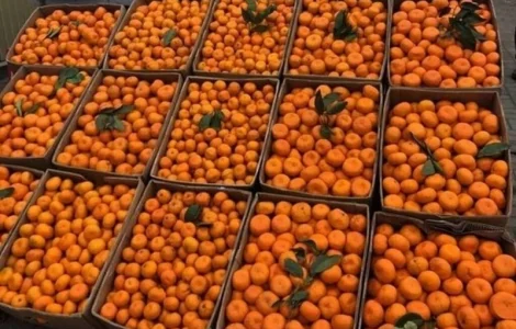 Продам мандарины оптом Грузия Л