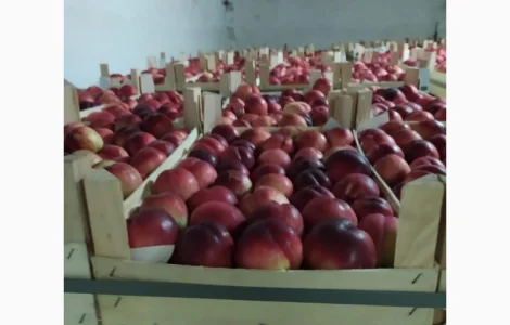 Продам нектарин