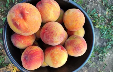 Продам персик, сорт Харбингер