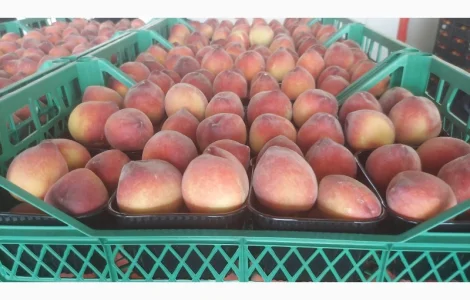 Персик урожай 2023, оптом из Турции