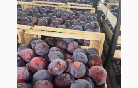 Продам сливу оптом