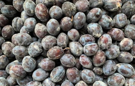 Продам сливу заморожену, сорт Стенлей