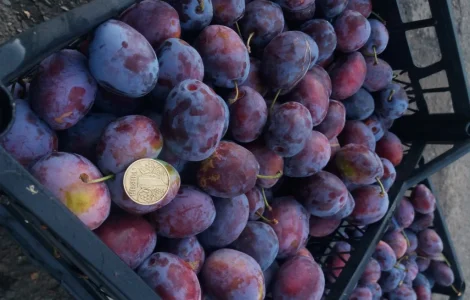 Сливка, свіжі плоди на продаж