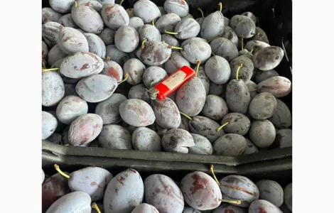 Продам товарну сливу сорт стенлей