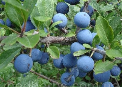 Слива половинка куплю/