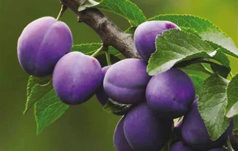 Куплю сливу оптом від 10 тонн