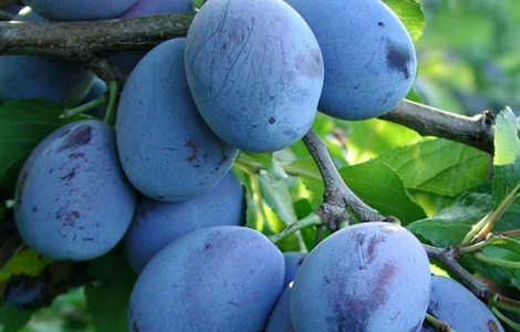 Куплю сливу