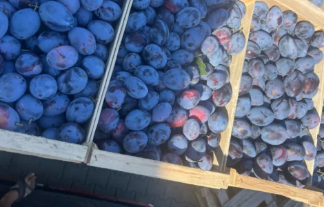 Продажа слива