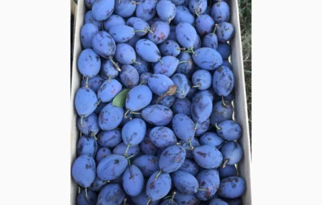 Слива : президент, стенлей, топ-хит, блю-фри