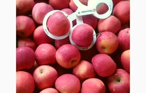 ЯБЛУКА зимових сортів реалізовуємо ОПТОМ з холодильної камери Smart fresh