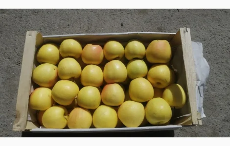 Яблука продаж Голден Делішес, Фуджі, Чемпіон.Лігол, Елізе, Симиренко