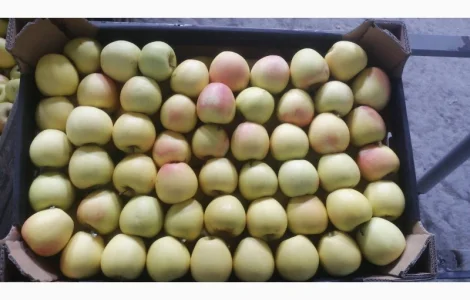 Яблука продаж Голден Делішес, Фуджі, Симиренко другий сорт