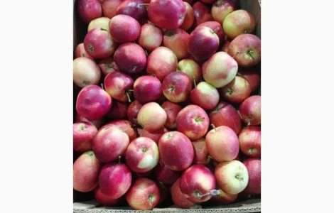 Продаємо яблука сорт Редджона принц