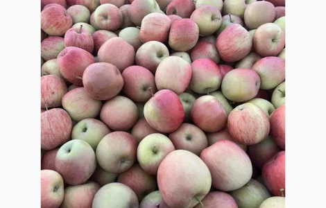 Продам Фуджи и другие сорта