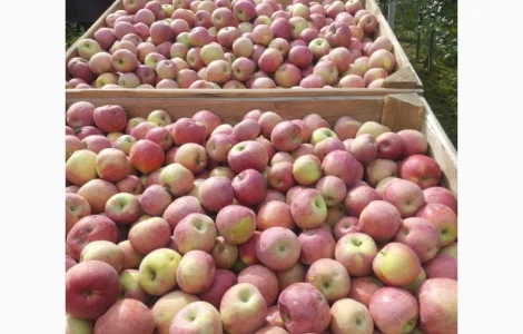 Продам фуджі