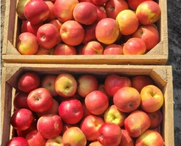 Оптовая продажа яблок сорта Симиренко