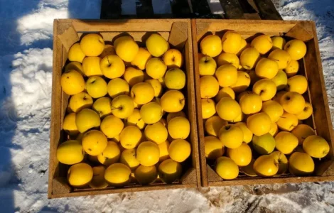 Продам Яблука гуртом: Гарантія Якості та Вигідних Умов