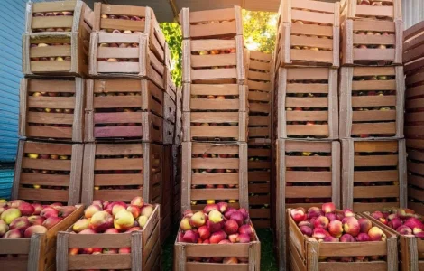 Компания "Агрофреш Груп" приглашает поставщиков яблок к сотрудничеству