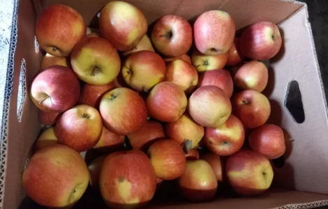 Товарне яблуко з власного саду