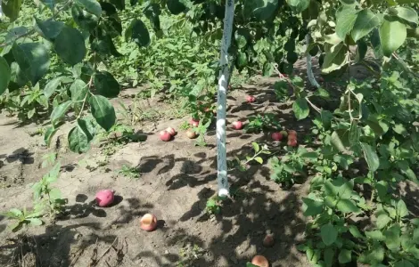 Куплю купимо яблука на переробку