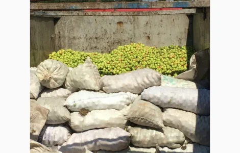 Купимо яблука на сік по Черниговской та інших областях