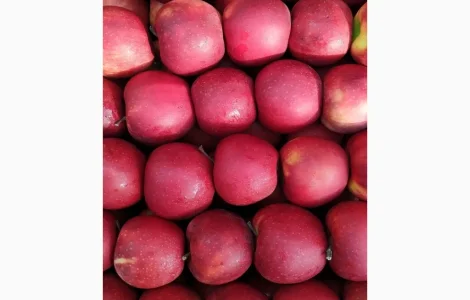 Яблука оптом