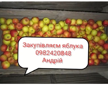 Куплю яблука на переробку