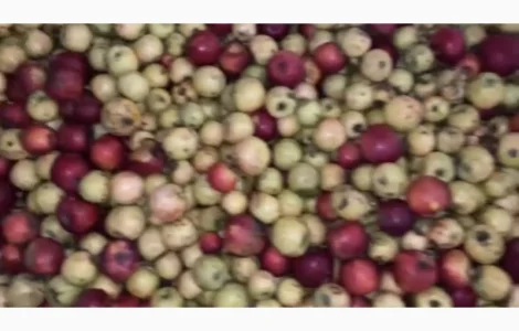 Продам яблука на сік. Опт від 20 тонн