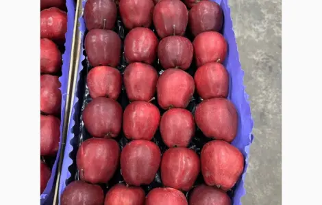 Продам яблука Джерамін