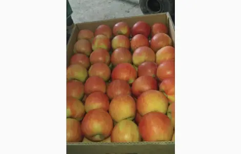 Продам яблоки