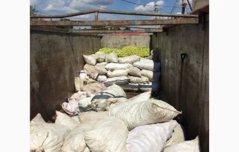 Куплю яблоки на сік, переробку, люба область