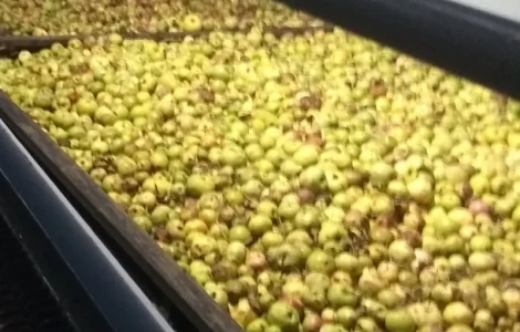 Яблоки переробка трушені на сік