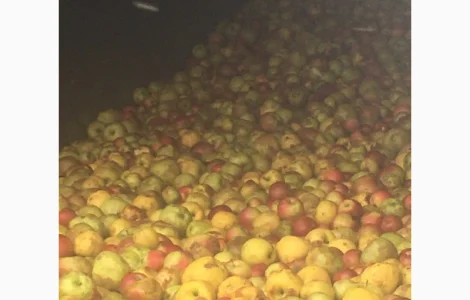 Яблоки на сік