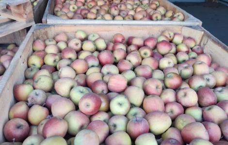 Продам яблука Фуджі