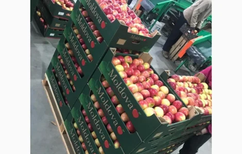 Продам яблоки от произодителя от 20 тонн