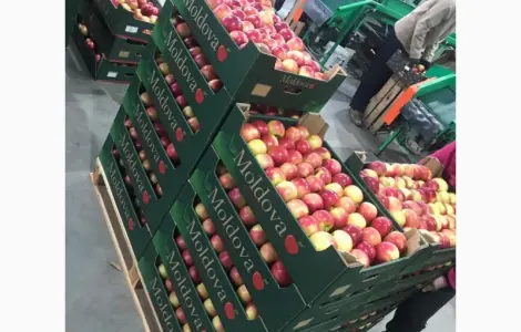 Продам яблука від виробника від 20 тонн