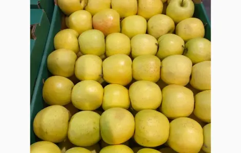 Продам яблука від виробника кілька сортів з 20 тонн