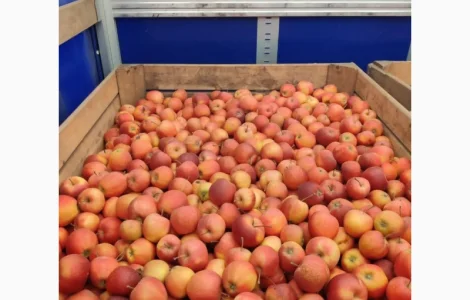 Продам яблоки от производителя несколько сортов с 10 тонн