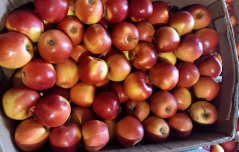 Яблуко сорту Горець