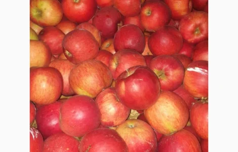 Продам яблоки де кілька сортів з 5 тонн