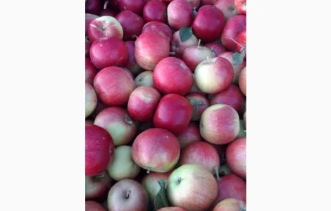 Продаются яблоки нескольких сортов от поставщика, объем от 5 тонн