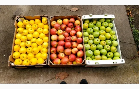 Яблука гуртом від фермерського господарства для вашого бізнесу