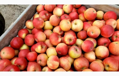 ЯБЛУКА на гурт купуйте у нас і будьте впевнені в якості