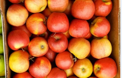 ЯБЛУКА ГУРТОМ. Айдарет