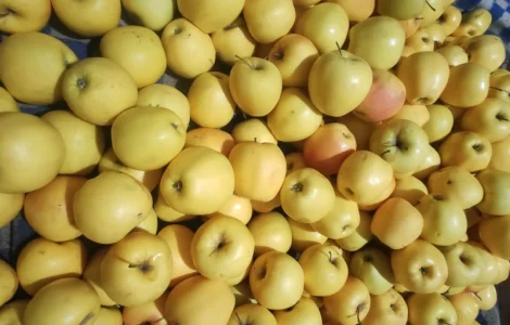 Продам яблука Голден
