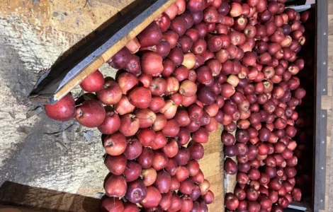 Фермерське Господарство реалізує яблука різних сортів