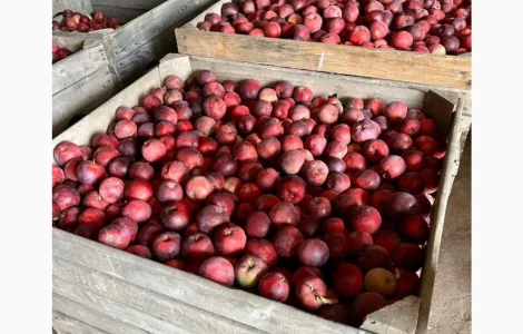 Фермерское хозяйство реализует яблоки разных сортов