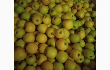 Продам яблука оптом